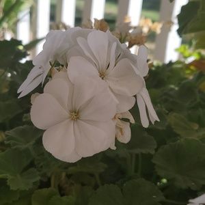 Meet your Posher, Leticia